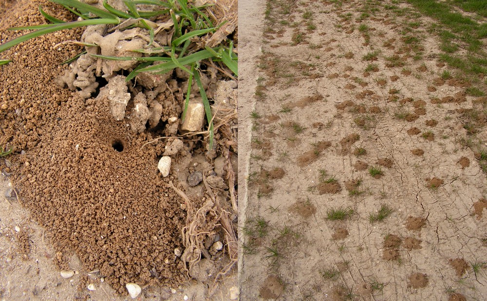 montage nid tumulus Symbiose Biodiversité