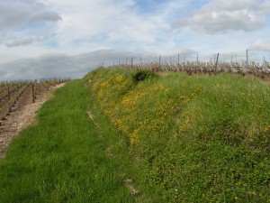 Riche pelouse calcicole localisée sur un talus viticole – commune de Billy-le-Grand (51)