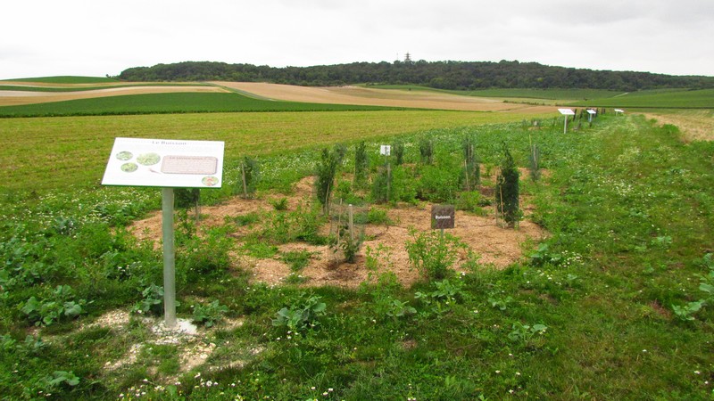 Buisson n°1 du Parcours Découverte de la Biodiversité - Berru