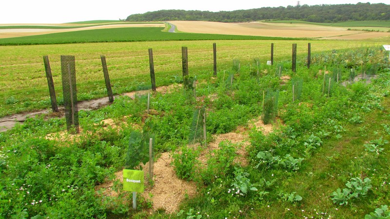 Bosquet du Parcours Découverte de la Biodiversité - Berru