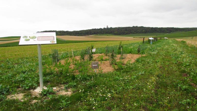 Buisson n°2 du Parcours Découverte de la Biodiversité - Berru