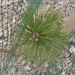 Pin sylvestre (Pinus sylvestris)