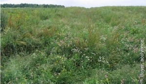 La jachère faune sauvage classique se compose de graminée comme la fétuque et de légumineuse comme le sainfoin et le trèfle.