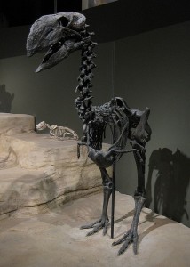 Gastornis squelette