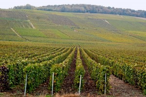 Vignoble champenois