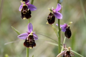 ophrys abeille - A Laurent