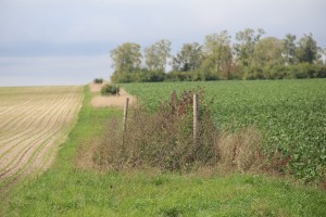 Les bouchons de végétation sur bande enherbée entre 2 cultures favorisent la préservation de la biodiversité.