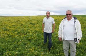 Alain et Grégory dans une parcelle de lotier en fleur qui devrait être récoltée mi-août.