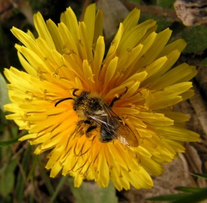 abeilles sauvages solitaires