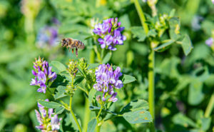 Luzerne en fleurs avec abeille