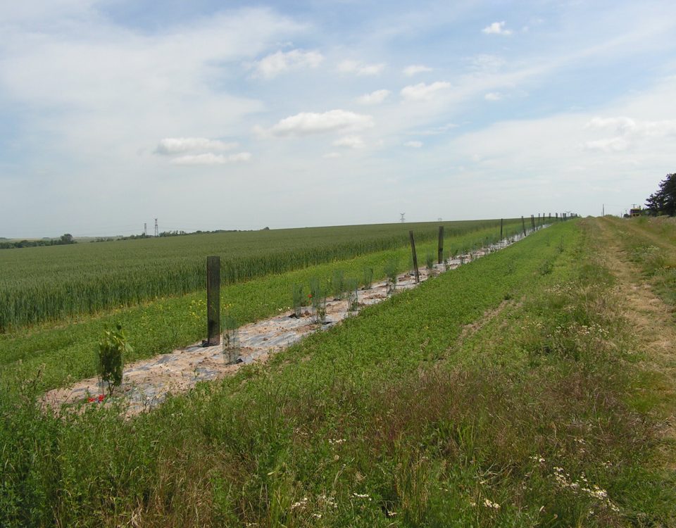 plantation_haie_un_an