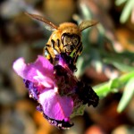 Abeille