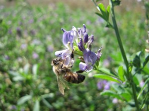 Abeille sur Luzerne