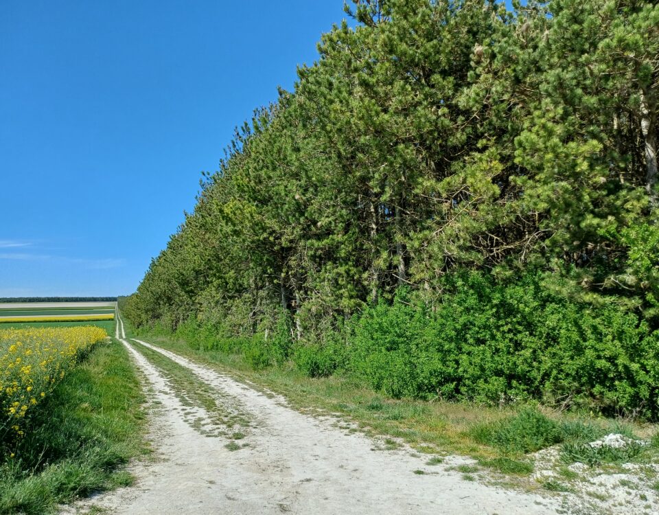 Lisière d'une pinède