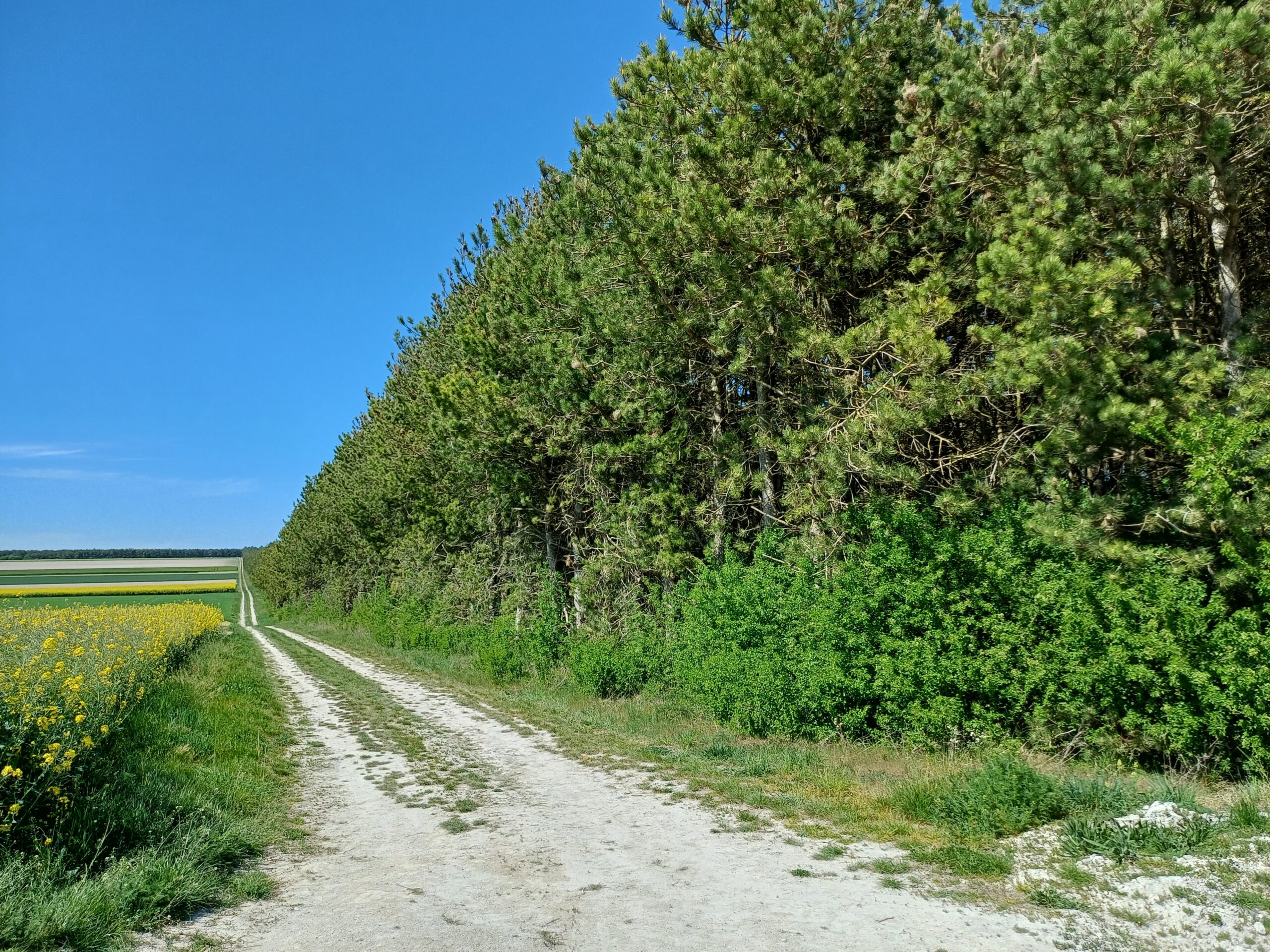 Lisière d'une pinède